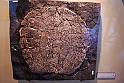 I Fossili di Bolca_18